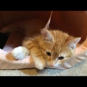 Meet your Posher, Arabelle